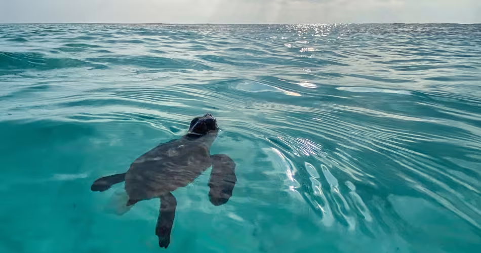 Des corridors bleus pour sauver les tortues marines