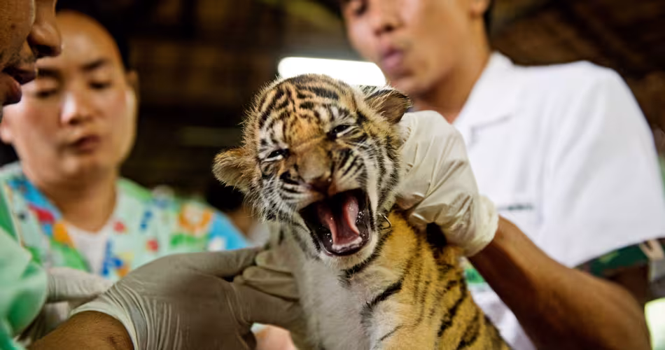 Saisie au Vietnam : 24 tigres miraculés