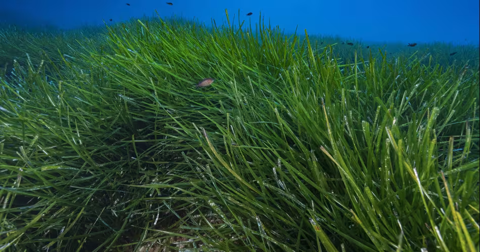 Posidonie, herbe marine et plante aquatique luxuriante.