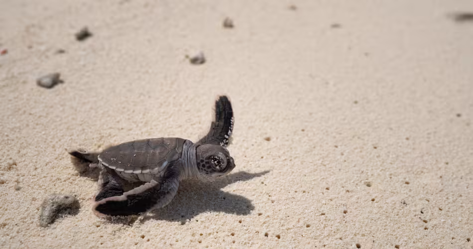 Tortues marines : le WWF révèle les secrets de leurs migrations en Nouvelle-Calédonie