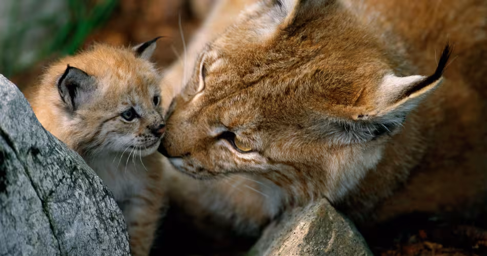 Le lynx boréal est haut sur pattes. Il porte une fourrure épaisse et sa queue, courte, se termine par une touffe de poils noirs. 