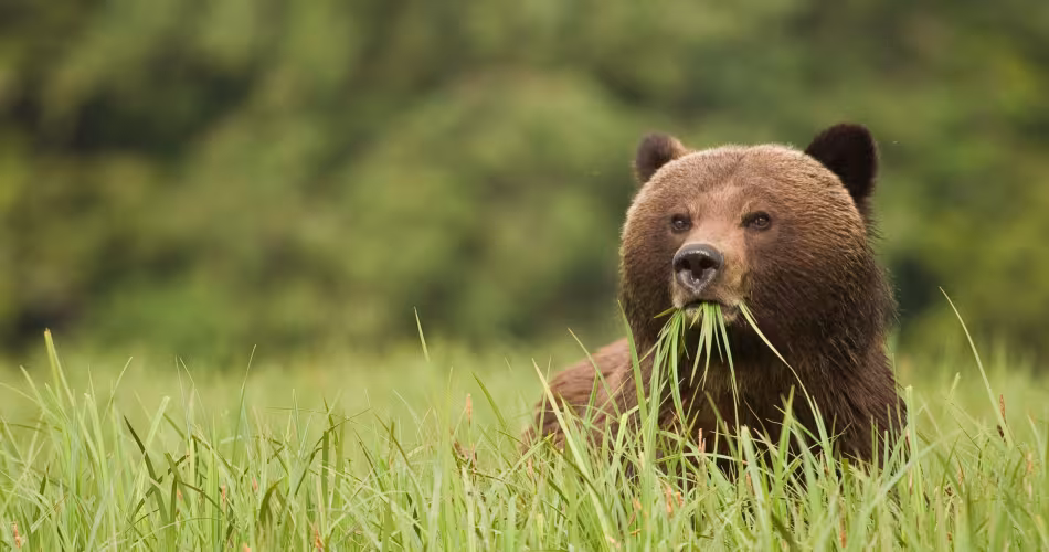 Ours brun en train de se nourrir dans une forêt au Canada
