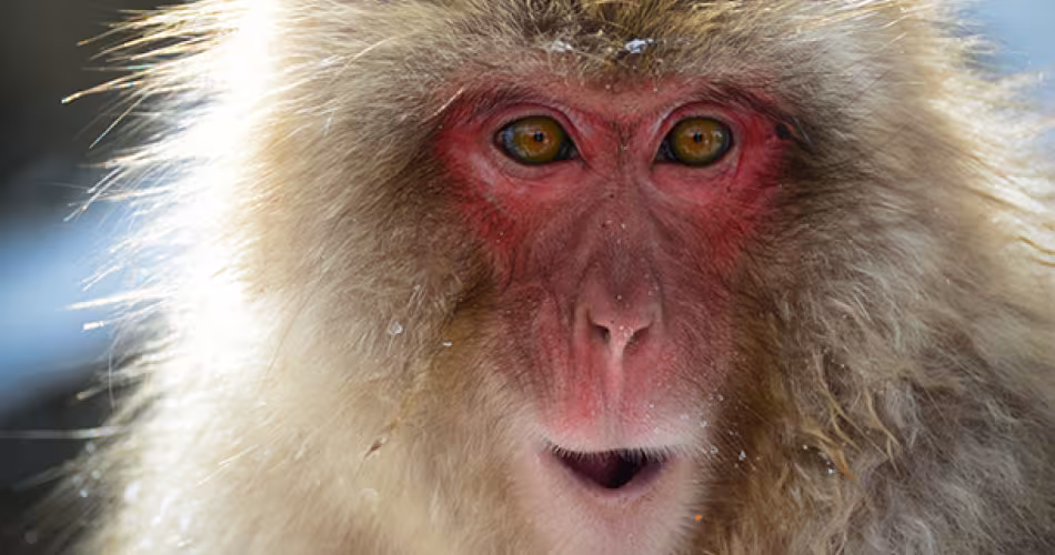 Macaque japonais (Macaca fuscata)