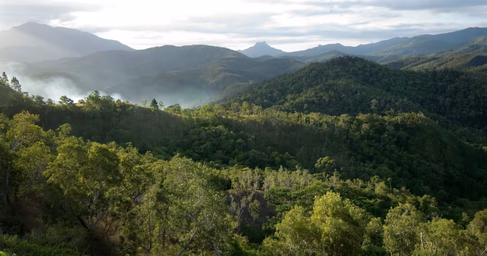 Végétation typique d'une forêt humide, vallée de Koné-Tiwaka, Nouvelle-Calédonie (France) 