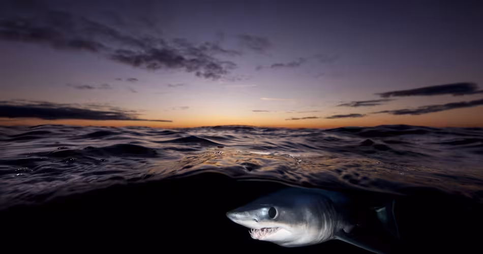 Le requin-taupe bleu (Isurus oxyrinchus) appelé aussi "requin mako" est désormais inscrit à l'Annexe II de le CITES.