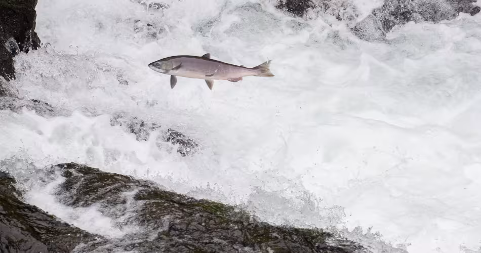 Le saumon est l'une des espèces les plus consommées au monde.