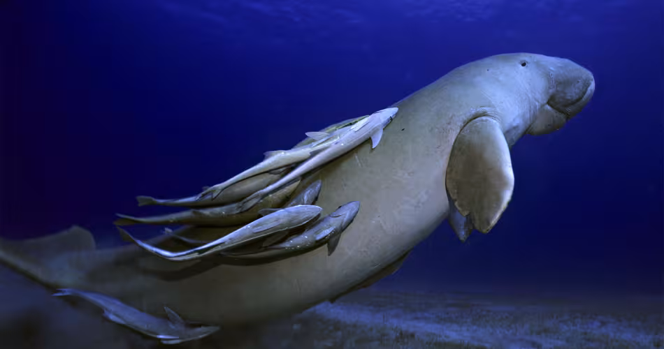 Dugong avec rémoras remontant à la surface Mer Rouge