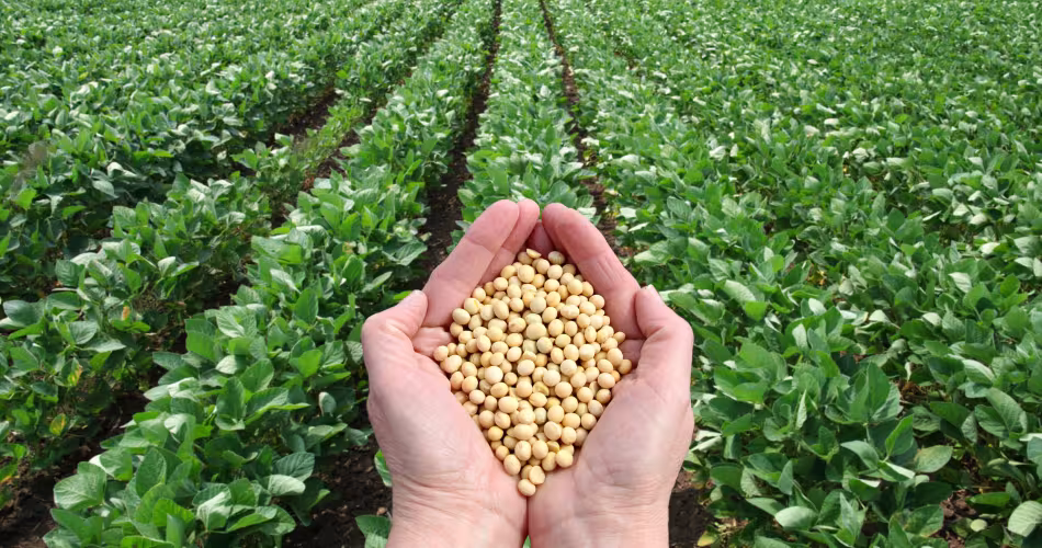 Champ de soja certifié RTRS au Mato Grosso (Brésil)