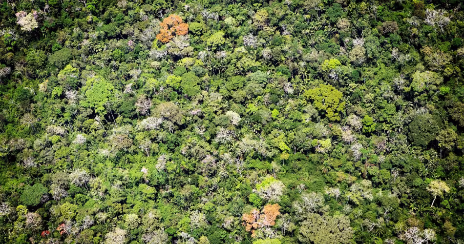 Vue aérienne de la forêt amazonienne au Brésil