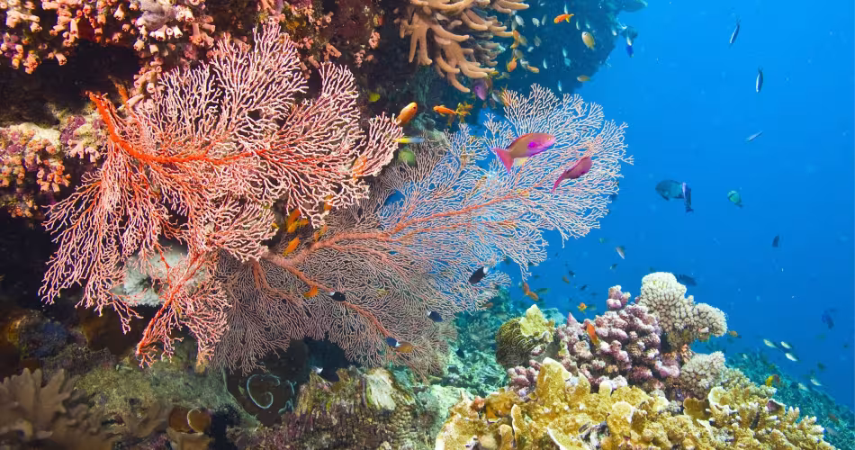 Coraux et poissons présents dans la Grande Barrière de Corail en Australie