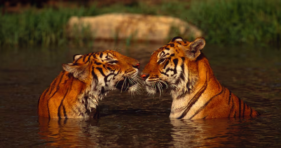 Tigres-Couple-Thailand