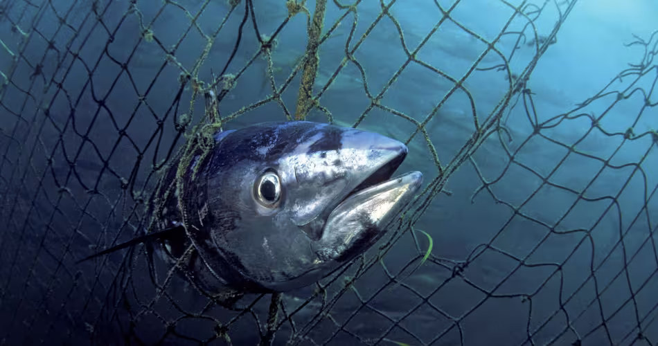 Thon mort (Thunnus maccoyii) pris dans les filets