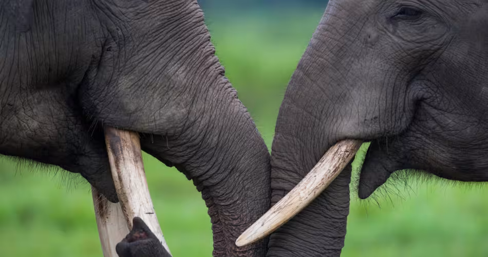 De la confrontation à la cohabitation - deux elephants d'asie