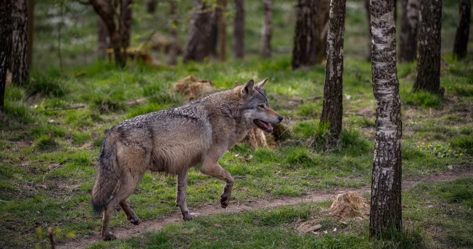 loup d'europe
