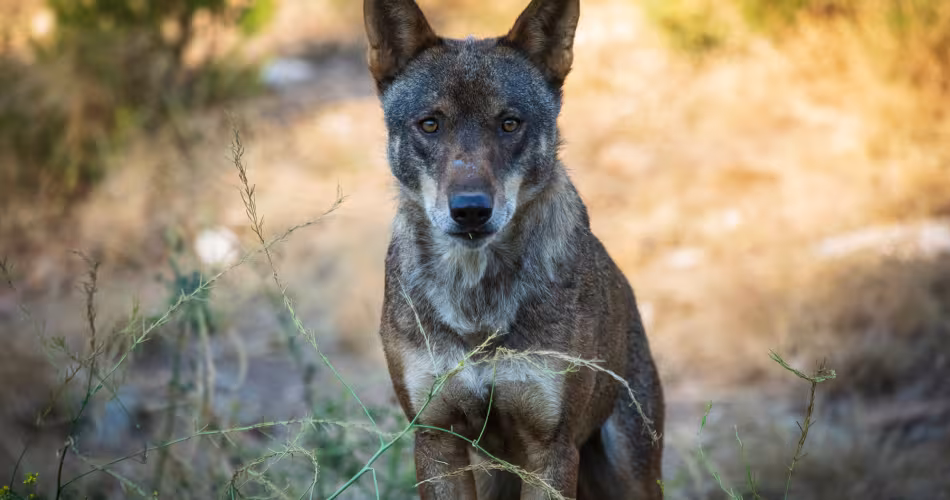 loup d'europe