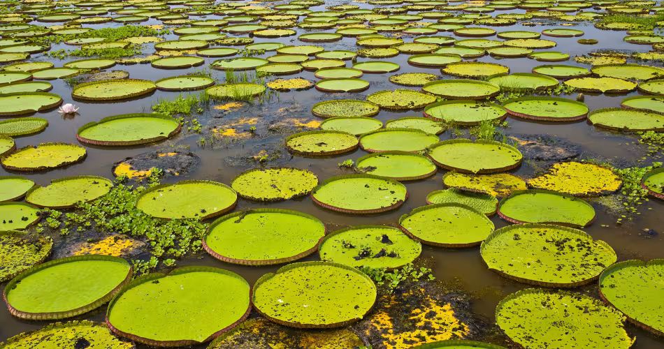 Nénuphars géants dans le Parc national du Pantanal Brésil ; Nénuphar géant (Victoria amazonica ou V. regia)