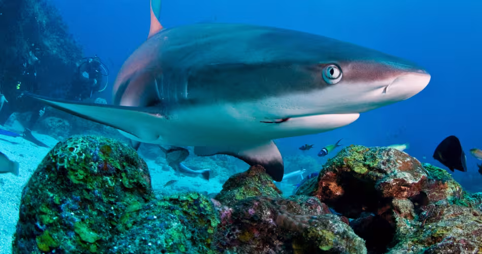 Requin de récif (Triaeonodon obesus), département des Islas de la Bahía (Honduras)