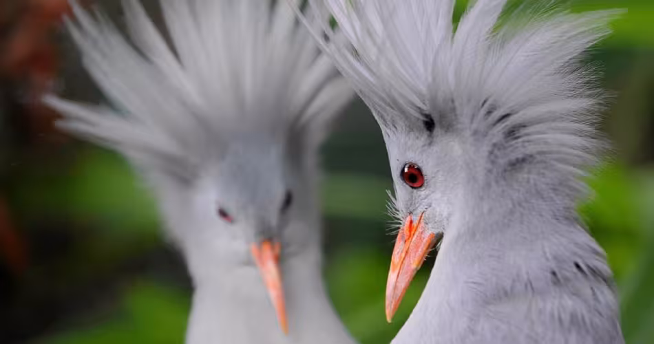 Le Cagou, oiseau emblématique de Nouvelle Calédonie