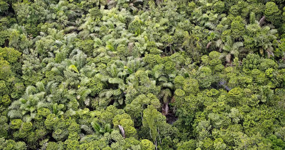 Vue aérienne de la canopée de la Réserve de Wonga Wongué (Gabon)