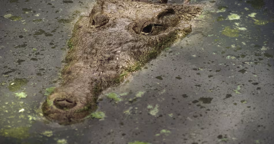 Crocodile américain (Crocodylus acutus) adulte dans un étang. 
