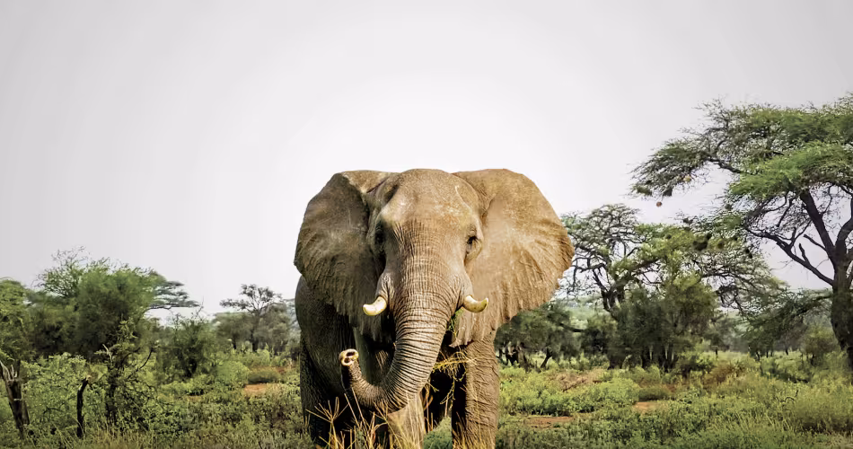 Éléphant d'Afrique (Loxodanta Africana)