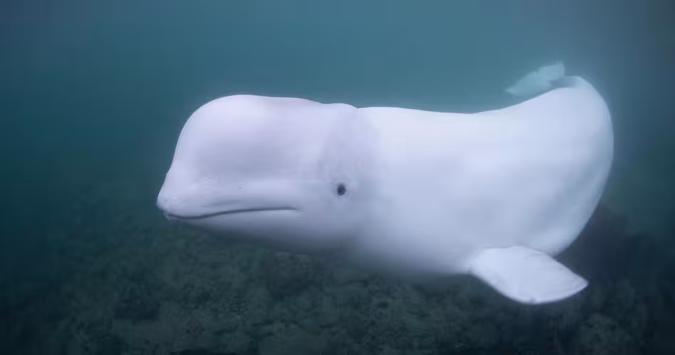 Béluga (Delphinapterus leucas), Norvège