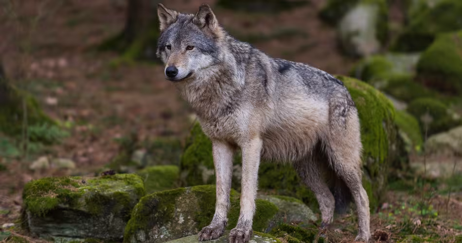 Loup dans la forêt