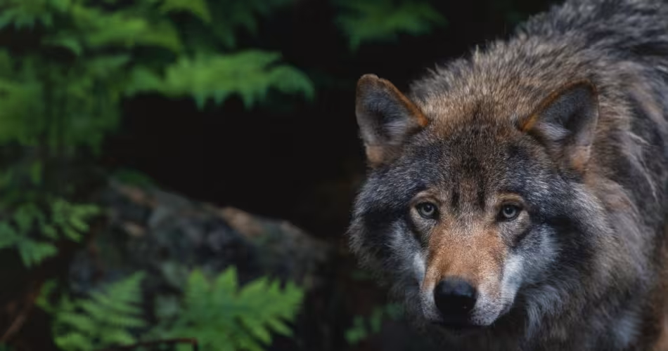 La chasse au loup interdite en Espagne