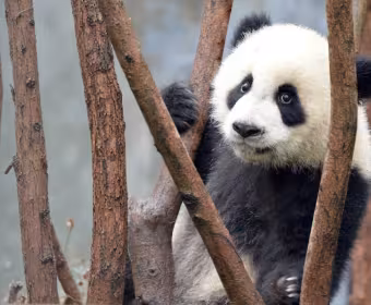 Bébé panda géant (Ailuropoda melanoleuca) au Centre de recherche sur l'élevage du panda géant de Chengdu, en Chine.