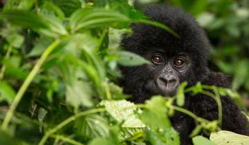 Gorille des montagnes (Gorilla beringei beringei) dans le parc national des Virunga (République Démocratique du Congo)