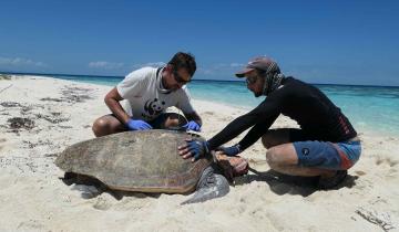 Balisage d'une tortue marine en Nouvelle-Calédonie