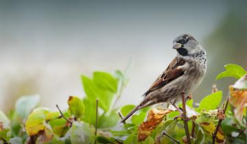 Les haies abritent de nombreuses espèces d'oiseaux