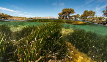 Posidonie luxuriante sous l'eau, herbe marine importante pour l'écosystème marin