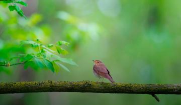 Oiseau posé sur une branche - WWF France