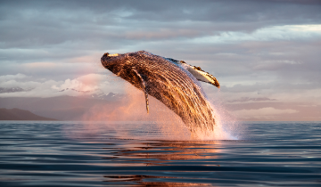 Queue de baleine qui sort de l'océan