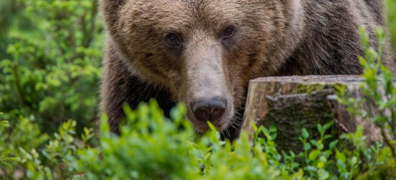 Portrait d'un ours brun (ursus arctos) 