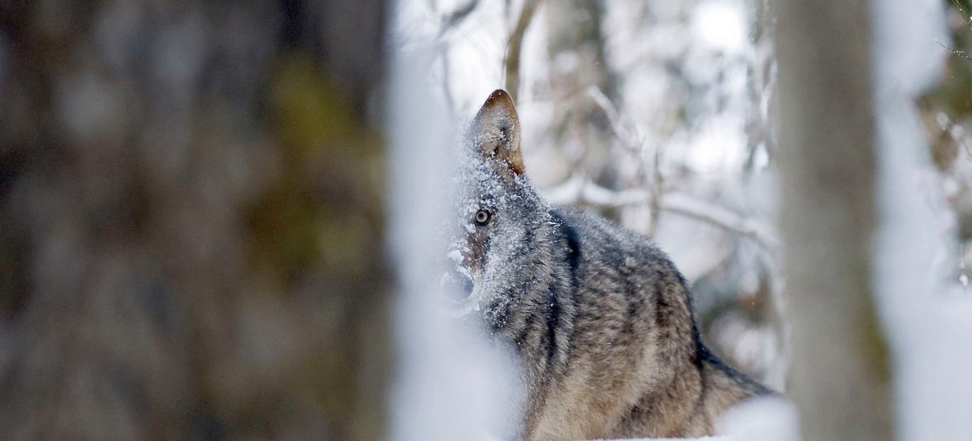 Loup dans la neige et caché derrière un arbre en Russie