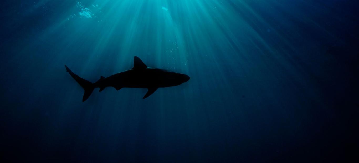 Silhouette de Carcharhinus perezi ou requin de récif, Bahamas, Océan Atlantique