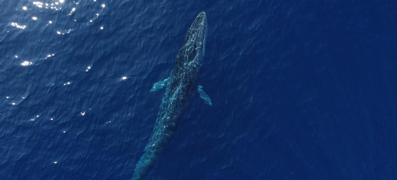 Vue aérienne d'un rorqual (Balaenoptera physalus) commun dans le Sanctuaire Pelagos, Méditerranée.
