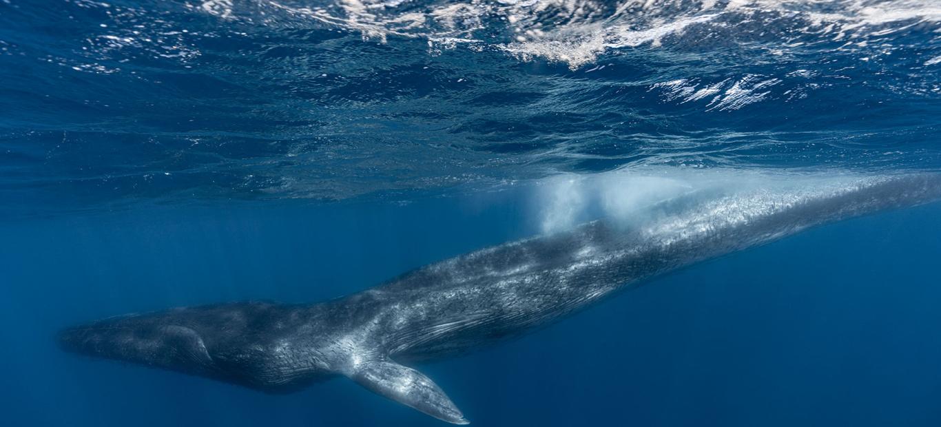 Fluker, un rorqual commun (Balaenoptera physalus) dont la nageoire caudale a été amputée, extrêmement maigre