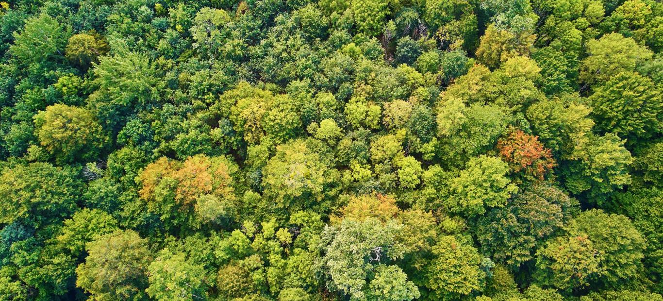 forêts françaises vue aérienne