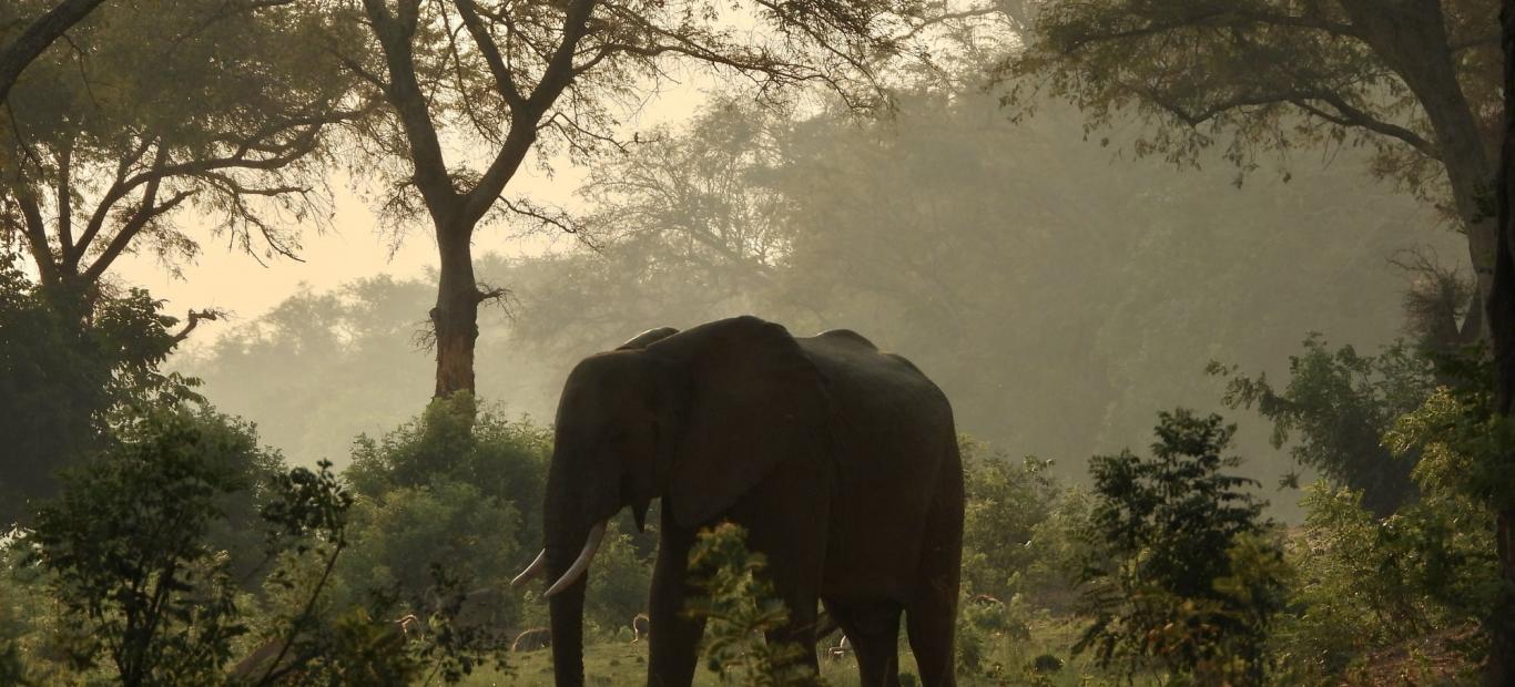 Eléphant de forêts contrejour