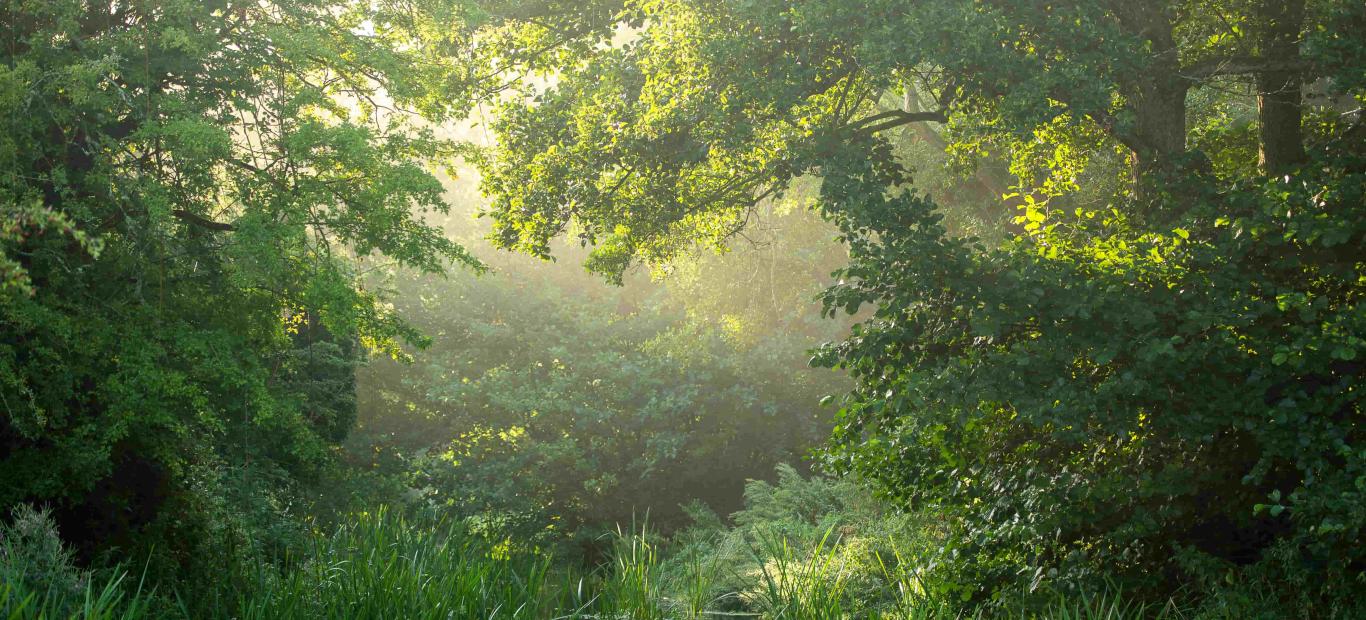 Arbres sur la rivière Nar, près de Castle Acre, Norfolk, Royaume-Uni.