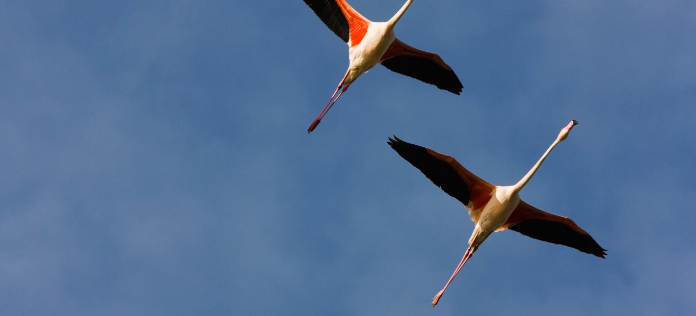 Flamants roses en vol (Phœnicopterus roseus)