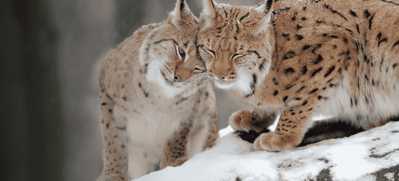 Lynx (Lynx lynx) 