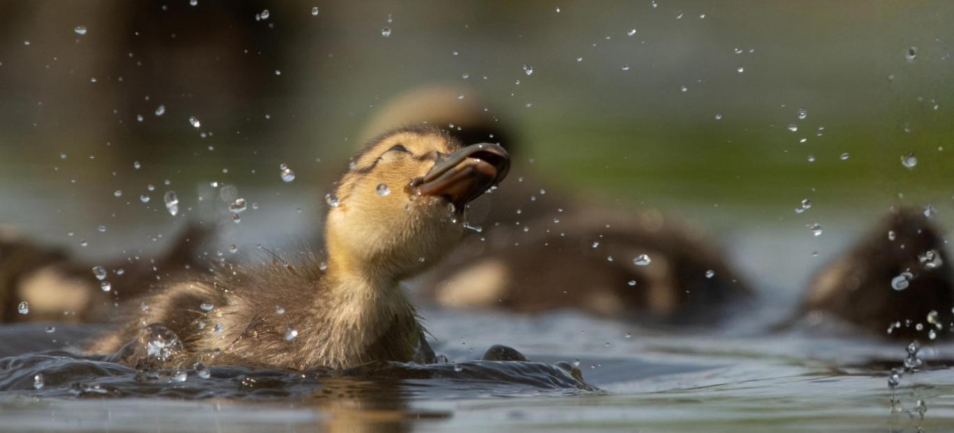 Caneton colvert (Anas plathyrhynchos) dans l'eau