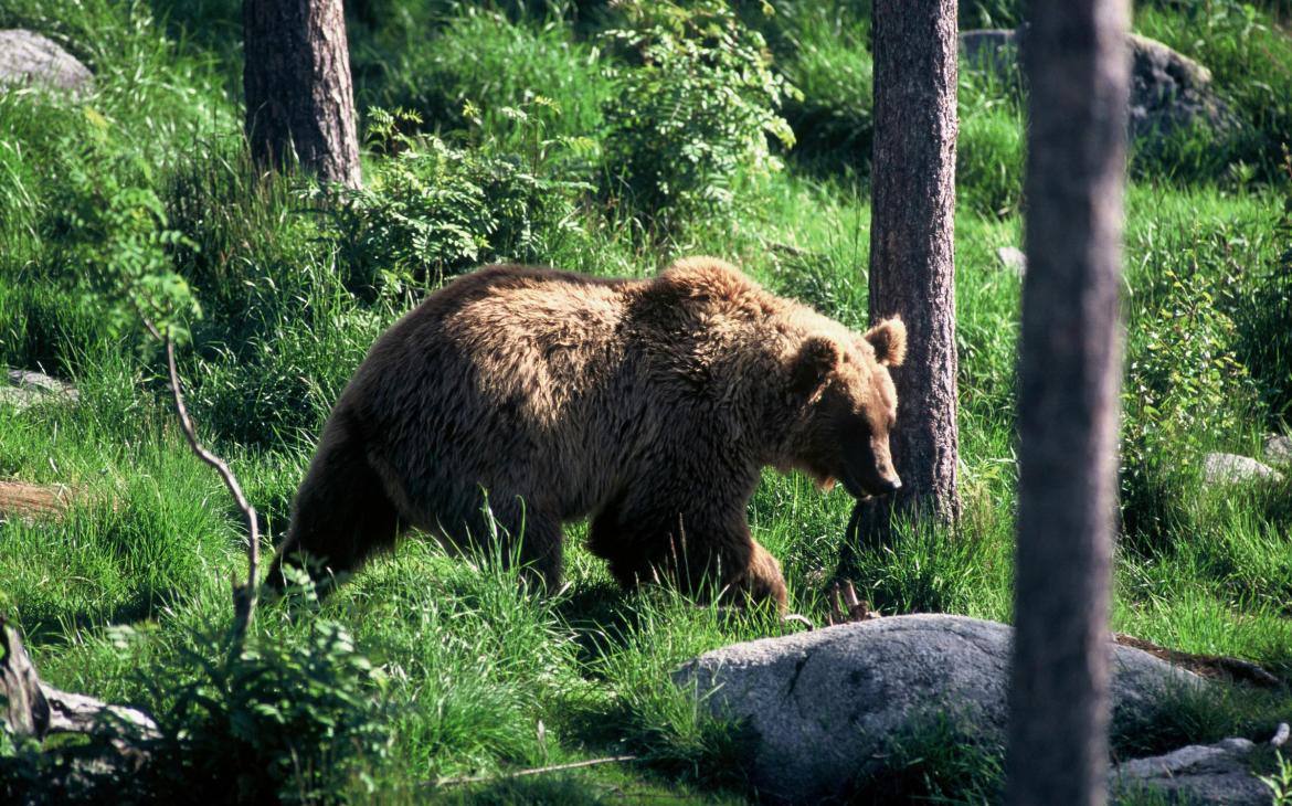 Ours brun se baladant dans une forêt en Finlande