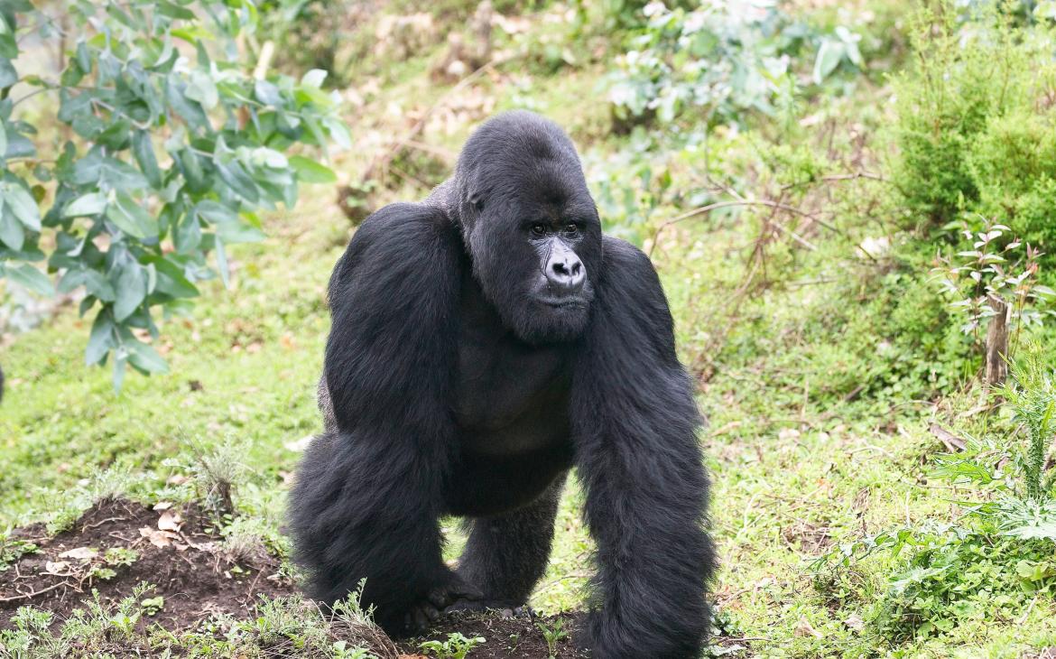 Gorille de montagne dans le Parc National des Volcans (Rwanda)