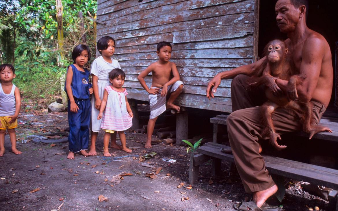 Jeune orang-outan capturé et utilisé en tant qu'animal de compagnie à Kalimantan