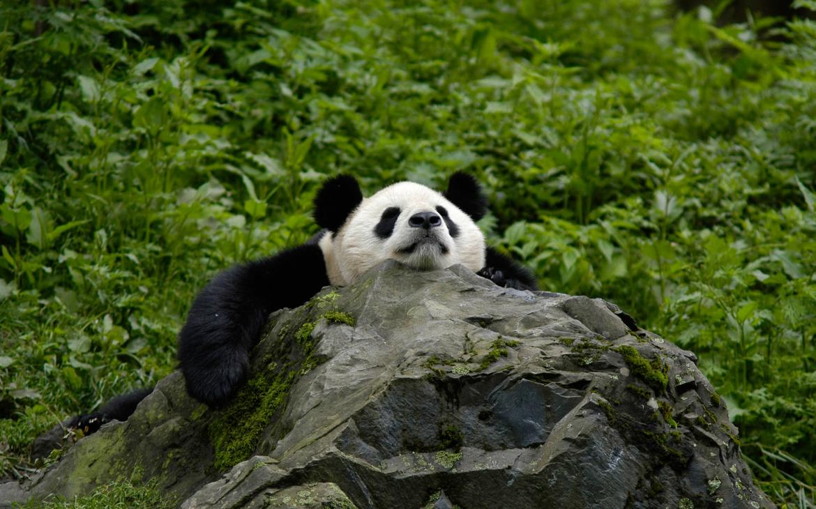 Panda géant en train de dormir sur un rocher
